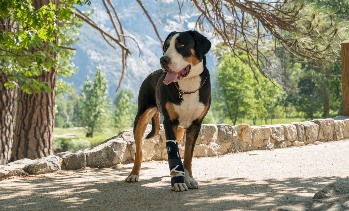 Hond met goed passende brace