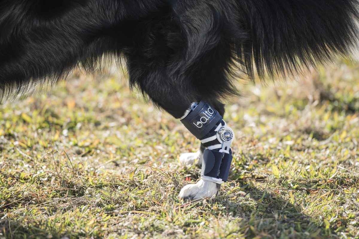 Brace ter ondersteuning van de voorpoot van een hond