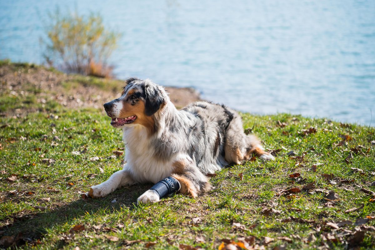 Hond met brace aan de voorpoot