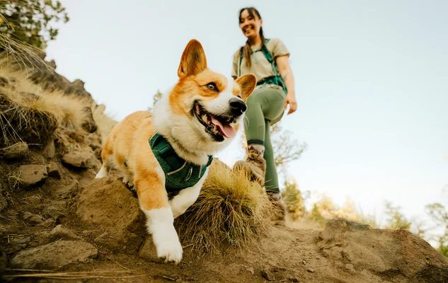 Hond met Ruffwear harnas tijdens een wandeling