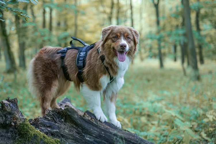 Hond met Zero DC harnas